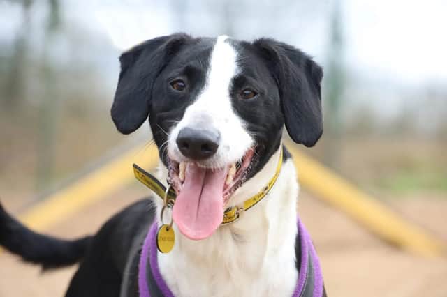 Dogs can compete in light-hearted competitions such as