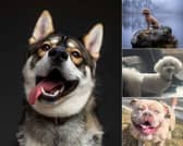 Who has caught your eye so far in our Leeds’s Top Dog gallery so far?