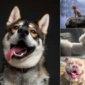 Who has caught your eye so far in our Leeds’s Top Dog gallery so far?
