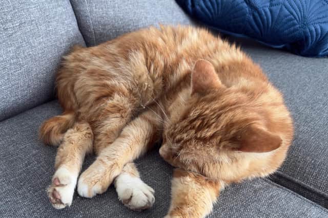 Without microchip data, Ginge may never have found his way home