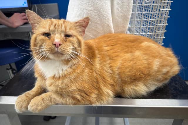 Missing cat Ginge was luckily found by a Cat Action Trust 1977 Leeds volunteer