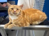 Missing cat Ginge was luckily found by a Cat Action Trust 1977 Leeds volunteer