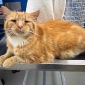 Missing cat Ginge was luckily found by a Cat Action Trust 1977 Leeds volunteer