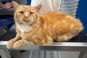Missing cat Ginge was luckily found by a Cat Action Trust 1977 Leeds volunteer