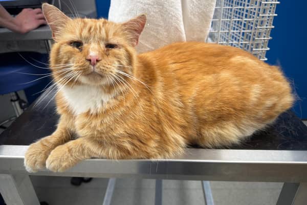 Missing cat Ginge was luckily found by a Cat Action Trust 1977 Leeds volunteer