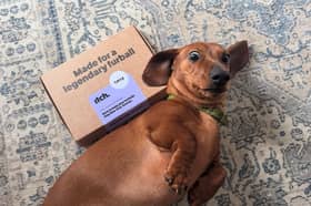 Yorkshire pet owners are being urged to keep treating their cats and dogs as fleas remain a threat this autumn  