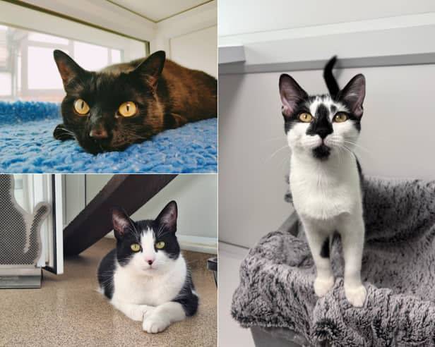 The RSPCA Leeds, Wakefield & District Branch is appealing for adopters to offer a second chance to 13 rescue cats currently in their care