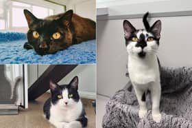 The RSPCA Leeds, Wakefield & District Branch is appealing for adopters to offer a second chance to 13 rescue cats currently in their care