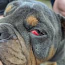 The new statistics have been released as part of the charity’s Cruelty Hurts, Love Rescues campaign which coincides with the charity’s busiest time as heartbreaking cruelty reports peak over summer. 