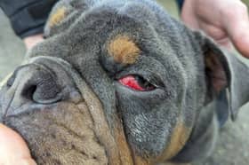 The new statistics have been released as part of the charity’s Cruelty Hurts, Love Rescues campaign which coincides with the charity’s busiest time as heartbreaking cruelty reports peak over summer. 