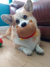 Bilbo Waggins has been nominated for Leeds Top Dog 2026. 