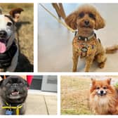 These dogs are seeking a forever home.
