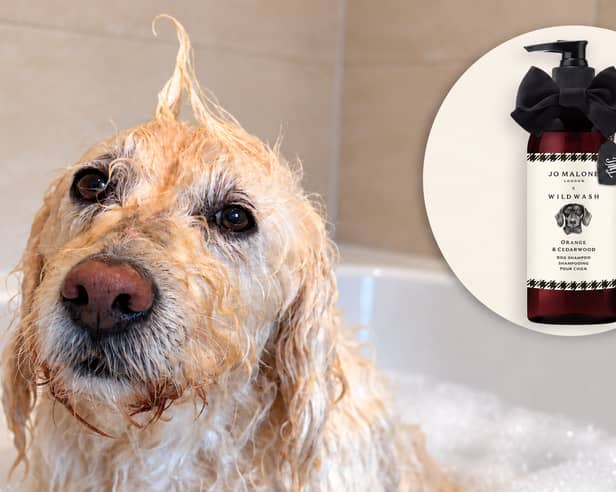 Labradoodle Oscar puts Jo Malone London’s new Orange & Cedarwood Dog Shampoo to the test, complete with an impressive bath-time quiff.