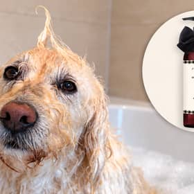 Labradoodle Oscar puts Jo Malone London’s new Orange & Cedarwood Dog Shampoo to the test, complete with an impressive bath-time quiff.