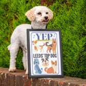 Casper the poochon with his Leeds’ Top Dog plaque