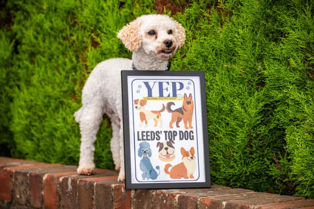 Casper the poochon with his Leeds’ Top Dog plaque