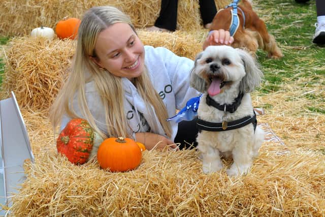 Pups and owners enjoying DogFest 2026