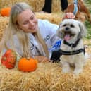 Pups and owners enjoying DogFest 2026