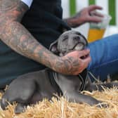 Percy, a blue Staffordshire bull terrier