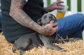 Percy, a blue Staffordshire bull terrier