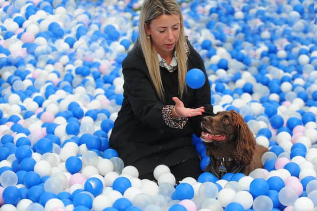 The much-loved ball pit at DogFest 2026