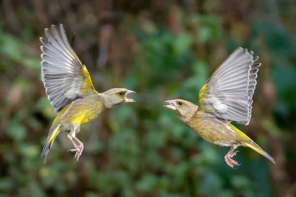 Stunning photos of birds in 'aerial ballet' in Leeds garden