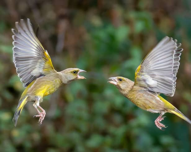 Stunning photos of birds in 'aerial ballet' in Leeds garden