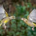 Stunning photos of birds in 'aerial ballet' in Leeds garden