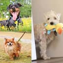 From playful Lurchers to gentle senior companions, Dogs Trust Leeds has highlighted seven wonderful rescue dogs currently looking for their forever families this month