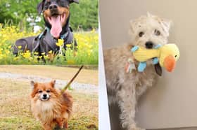 From playful Lurchers to gentle senior companions, Dogs Trust Leeds has highlighted seven wonderful rescue dogs currently looking for their forever families this month