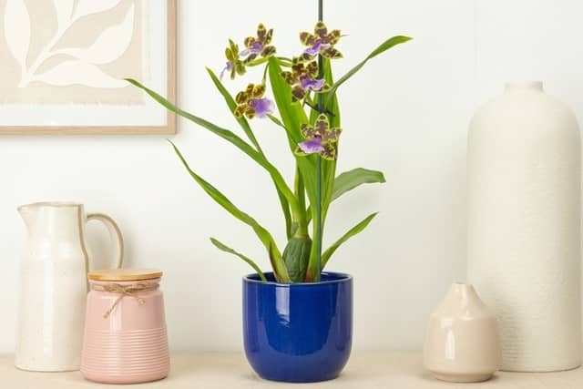 Orchid panic is expected to peak after gifting season over Christmas