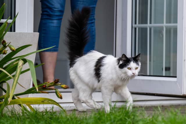 Pet’s roaming antics haven’t gone unnoticed by their owners