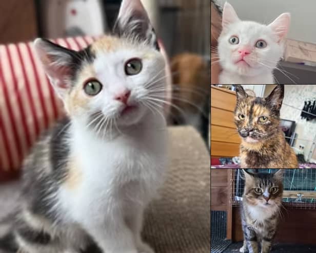 From playful kittens and bonded pairs to quiet senior souls looking for a peaceful retirement, these 24 lovable rescue cats across Leeds and West Yorkshire are ready to find their forever homes