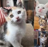 From playful kittens and bonded pairs to quiet senior souls looking for a peaceful retirement, these 24 lovable rescue cats across Leeds and West Yorkshire are ready to find their forever homes