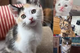 From playful kittens and bonded pairs to quiet senior souls looking for a peaceful retirement, these 24 lovable rescue cats across Leeds and West Yorkshire are ready to find their forever homes