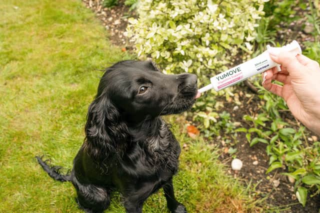 YuMove has a range of supplements for all kinds of needs