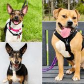 From energetic spaniels to sofa-loving senior whippets, these 12 dogs at Dogs Trust Leeds are looking for a fresh start and a place to call home this October  