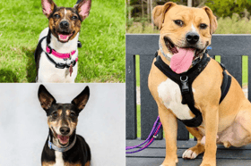 From energetic spaniels to sofa-loving senior whippets, these 12 dogs at Dogs Trust Leeds are looking for a fresh start and a place to call home this October  