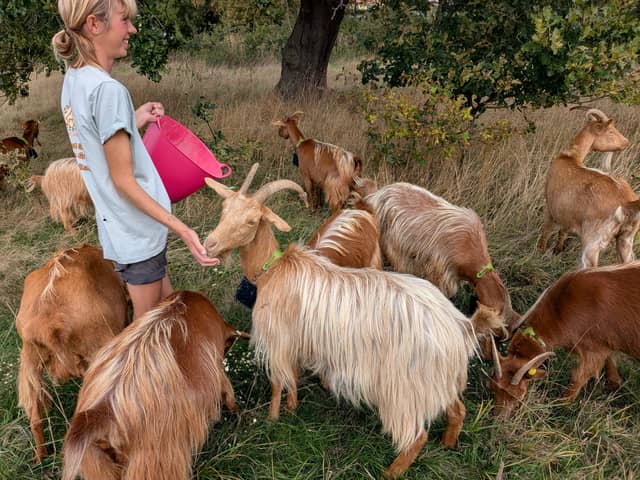 An unsual new kind of lawnmower has been introduced to Asket Hill