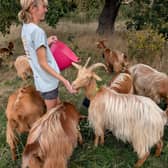 An unsual new kind of lawnmower has been introduced to Asket Hill