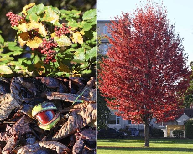 Autumn has officially arrived in Leeds, bringing crisp morning walks, golden leaves, and vibrant seasonal hues across the city’s historic parks and green spaces  