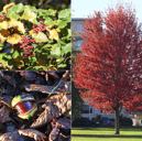 Autumn has officially arrived in Leeds, bringing crisp morning walks, golden leaves, and vibrant seasonal hues across the city’s historic parks and green spaces  