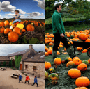 From classic North Leeds fields and charity trail walks to massive festival patches with over 300,000 gourds, here are 7 of the best places to pick your own pumpkin in and around Leeds this autumn  
