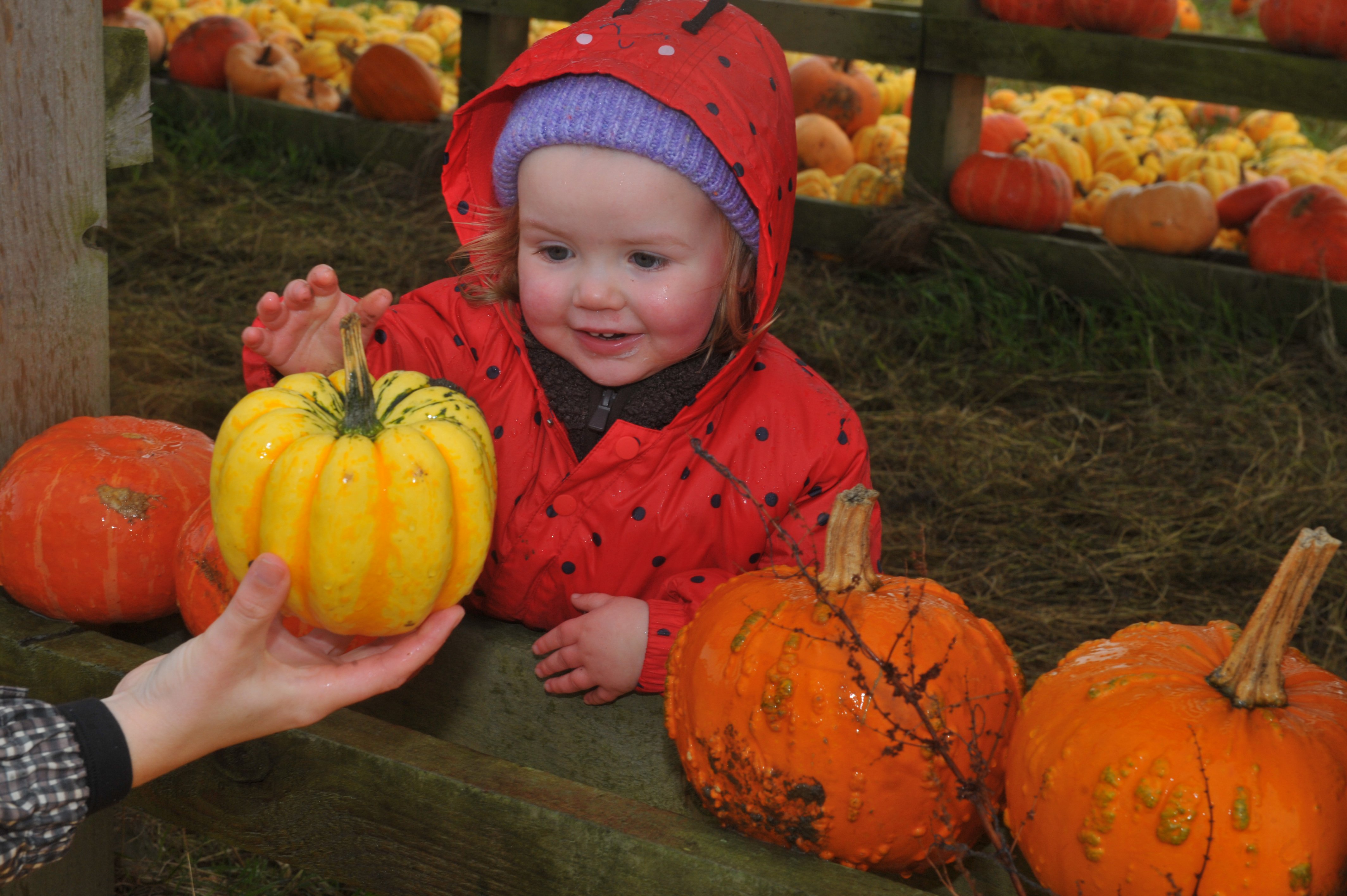 12 glorious photos as families pick pumpkins for Halloween at Kemps Farm in Leeds