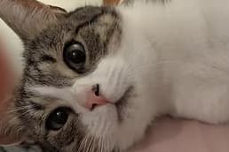 15 cute rescue cats looking for their forever homes in Leeds this autumn