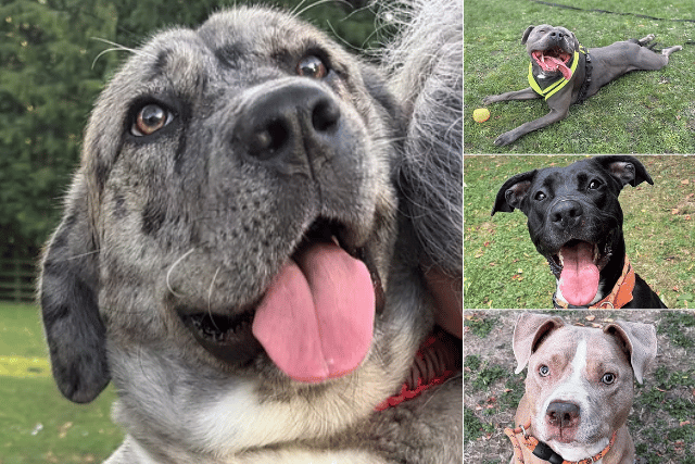 Meet 13 forgotten rescue dogs hoping to find their special someone in Leeds this autumn