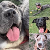 Meet 13 forgotten rescue dogs hoping to find their special someone in Leeds this autumn