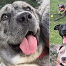 A dedicated West Yorkshire dog charity is making an urgent appeal to help find loving forever homes for 13 resilient rescue hounds currently waiting in kennels