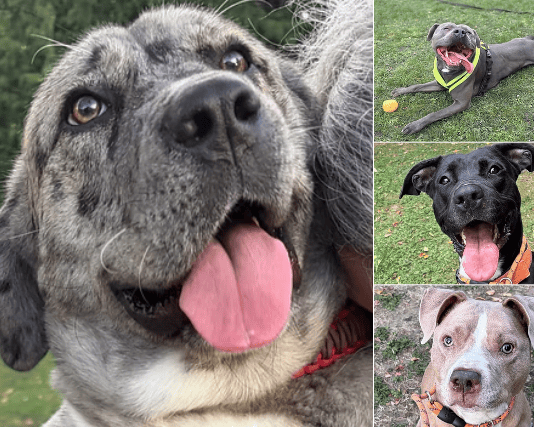 A dedicated West Yorkshire dog charity is making an urgent appeal to help find loving forever homes for 13 resilient rescue hounds currently waiting in kennels