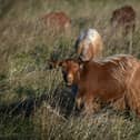A herd of Mossy Oaks Royal Golden Guernsey goats have been brought to a field on Wykebeck Woods and Asket Hill